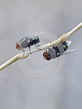House flies on branch of plant
