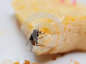 House flies on bread with butter with pink plastic fork sticking on over white plate