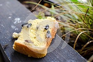 House Flies on Bread Musca domestica