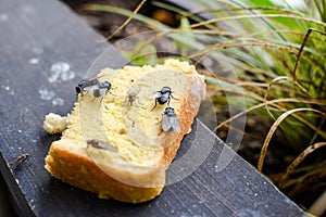 House Flies on Bread Musca domestica photo