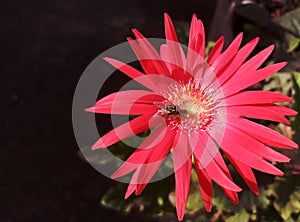 House flies mate on a daisy