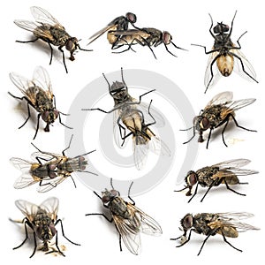 11 House flies