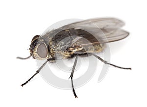 House fly