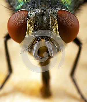 House fly