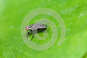 A House Fly