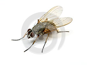 House fly