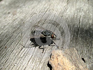 House fly, Blow fly, carrion fly, Musca species, on old stained wood, overhead view