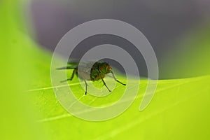 Fly on bright green leaf, macro image