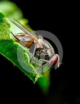 The house fly or common fly is a species of brachycerous dipterous insect of the Muscidae family.