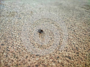House fly on concrete. Selective focus of to house fly. The fly are insect carriers of cholera