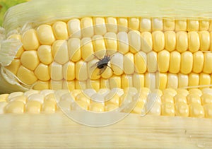 House Fly On Corn Cob