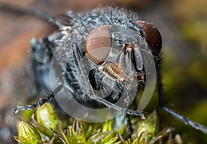 House Fly extreme close up macro