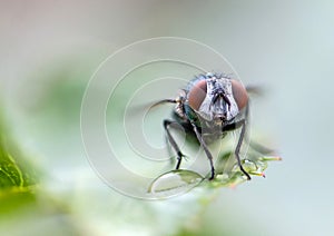 House fly in extreme close up sitting on green leaf. Picture taken before grey background