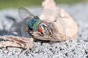 house fly in extreme close up sitting on piece dog food. Picture taken on grey wall