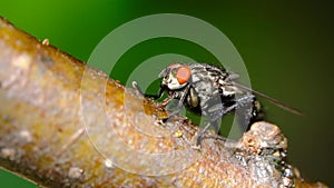 House fly feeding on branch of tree.