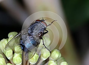 House fly feeding on flowers in late autumn.