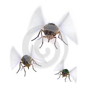 Moscas insectos parásito plagas 