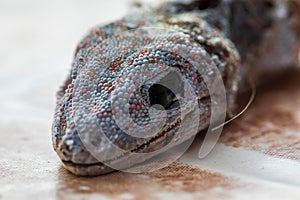 House fly on head of gecko is dead and dry skin