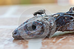 House fly on head of gecko is dead and dry skin