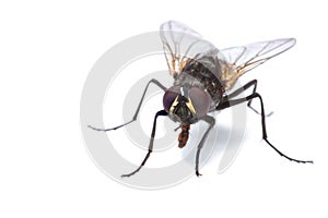 House fly isolated