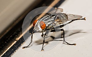 House Fly Kicking Out Back Legs