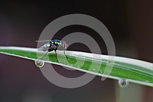 House fly on leaf