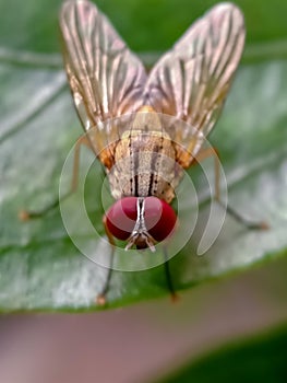 house fly on a leaf macro