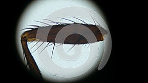 House Fly leg, magnified through microscope