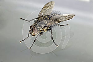 House fly macro oblique view against light gray background