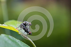House Fly mating