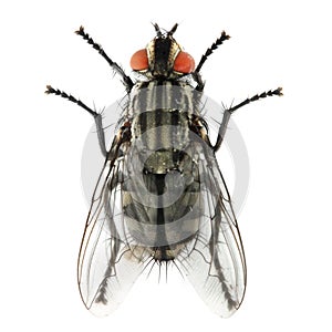 The House Fly ( Musca domestica ).