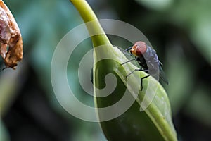 House fly Musca domestica is a fly from the suborder Cyclorrhapha. Adult flies are gray to black, with four dark lines extending