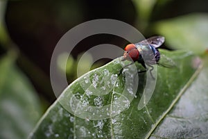 House fly Musca domestica is a fly from the suborder Cyclorrhapha.