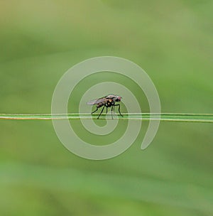 A house fly - Musca domestica - in the green