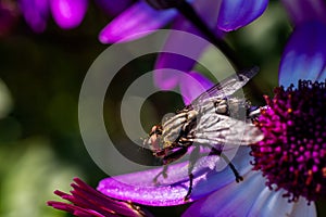 House fly on a purple ragwort blossom