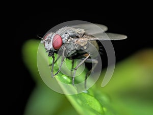 house fly with red eye on the leaf with water drop