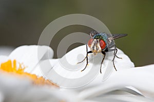 House fly at rest on a daisy petal