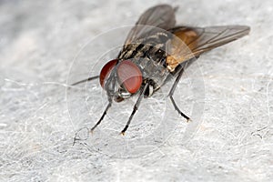 House Fly