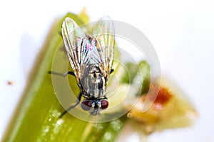 House fly swarm Food close-up