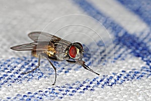 House fly on tablecloth