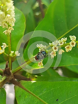 House fly on Terminalia catappa budding flower