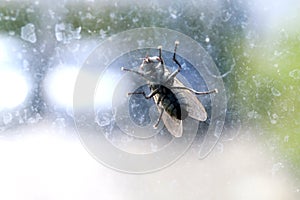 House fly on the windshield dirty, Chrysomya megacephala Fabricius, Musca domestica, fly contagious diseases