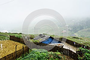 The house in the fog field