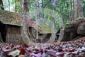 House in the forest