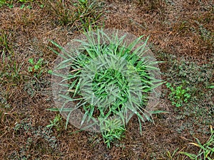 House front lawn over run by crabgrass and weeds