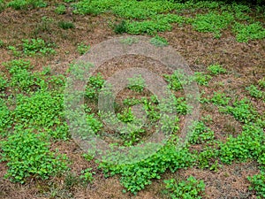 House front lawn over run by crabgrass and weeds