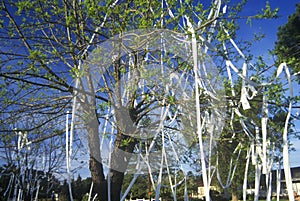 House and front yard wrapped in toilet paper