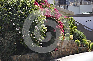 House garden courtyard in Fodele village from Crete island of Greece