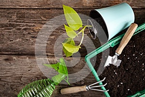 House gardening equipment, top view