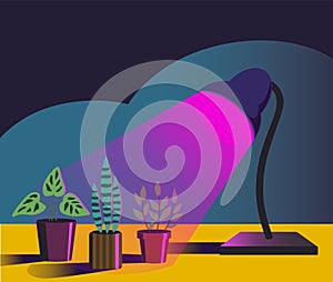 House gardening plants under purple light of phyto lamp. Vector illustration in simple cartoon style.
